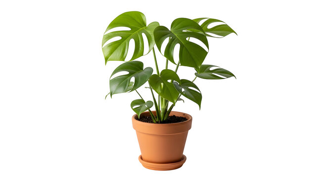Monstera deliciosa in terracotta pot isolated on transparent background
