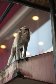 monkey on a rooftop 