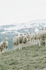 Fototapeta premium sheep and lambs