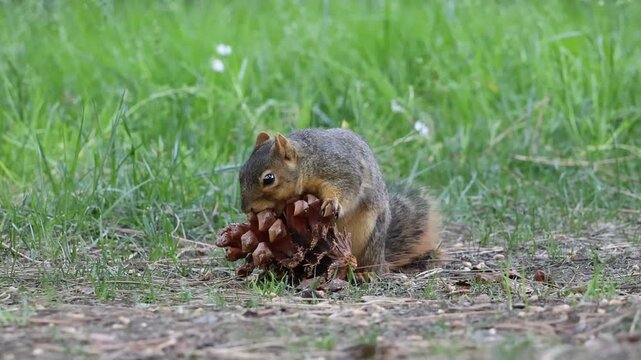 fox squirrel nibbling on a pine cone on grass