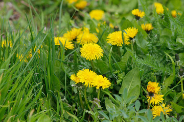 Obraz premium yellow dandelions in the grass 
