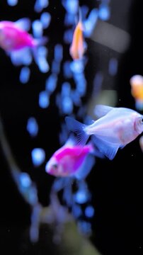Colorful fishes glide past shimmering bubbles. Vivid marine life moves gently among sparkling microbubbles. Lively fish of various colors swim slowly beneath shining bubble columns