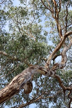 Pink Gum (Eucalyptus fasciculosa) against blue sky, South Australia