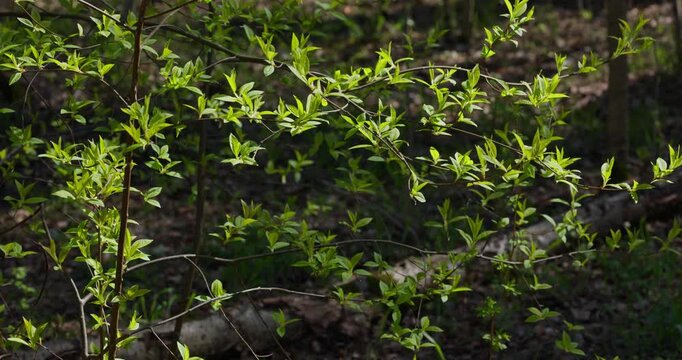 spring park at sunset, close up view of bright new greenery illuminated by the back light, black tree trunks, fresh foliage