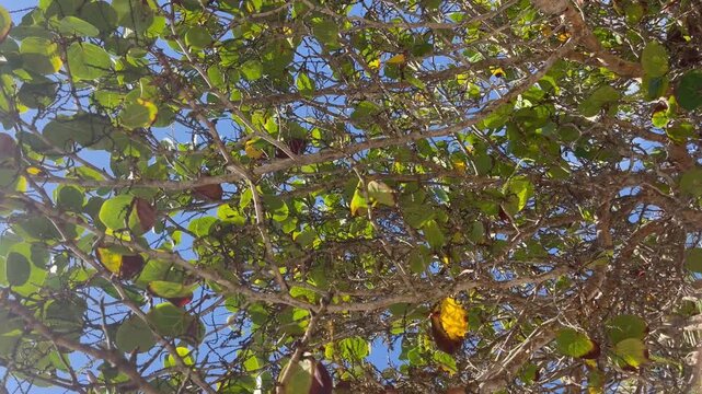 Relaxing view of beach tree branches against blue sky