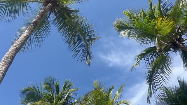 Low angle view of tropical palm trees against bright blue sky
