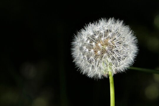 White soft fluffy dandelion blowball seed head with parachutes (latin name Taraxacum Officinale), sunlit by spring sunshine, late april in park, dark background. 