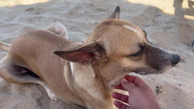 Stray dog resting on sandy beach enjoying gentle petting outdoors