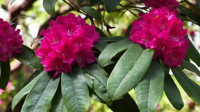 Close up on vibrant fuchsia flowers with lush green leaves swaying gently in the breeze. The mood is tranquil and beautiful, perfect for nature, relaxation, or spring themes