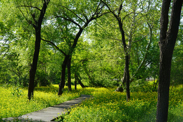 Sunlit Path Covered with Greater Celandine Flowers © 정의 박