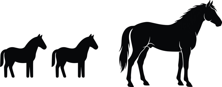 Horse silhouette set showing foal and adult horse sizes isolated on white background for design and educational use