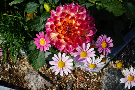 The chatter of daisies and daisies, the intense sun and the tiny planet