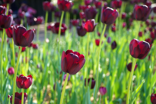 I saw deep red tulips and bokeh and unique tulips at flower festivals. They make us happy with their various colors