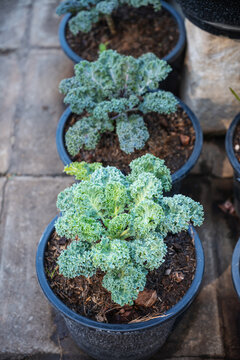  Healthy green curly kale growing in black plastic pots. Perfect for urban farming, home gardening, organic vegetable lifestyle, and sustainable food content.
