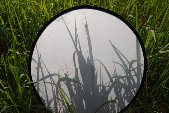Paradox using diffusers of ordinary silver grass fields, beauty is an implication, I think.