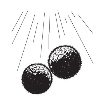 Two black fuzzy balls with lines radiating from above on white background marimo ball