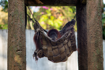 Red-haired orangutan lounges in woven hammock. Hanging between weathered wooden posts. Safari park or zoo setting, relaxed atmosphere. Nature enthusiast or wildlife photographer's ideal shot © Gigih
