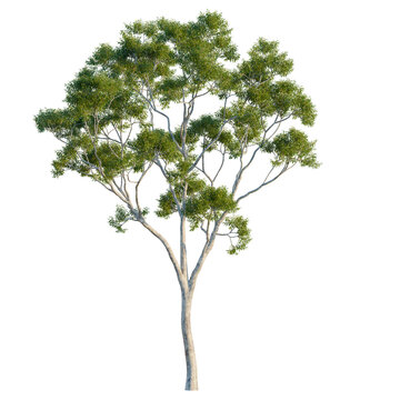 Medium Lemon-scented gum tree (Corymbia citriodora) featuring spreading canopy and distinct white trunk, isolated on black background, realistic 3D render for landscape and garden visualization.