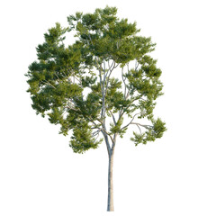 Balanced Corymbia citriodora (Lemon-scented gum) tree with vibrant green foliage and smooth white trunk, isolated on black background, premium 3D botanical asset for architectural rendering. © NguyenDuc