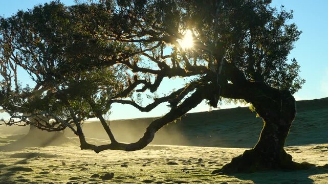 Sunrise streams through an ancient tree with gnarled branches, creating sunbeams and mist over a dew-covered field. Fanal Forest, Madeira, Portugal