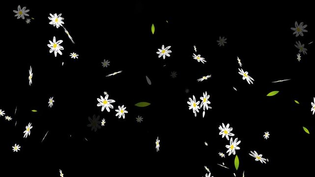 Abstract Animation of White Daisy Flowers Falling Slowly Like Particles. Realistic Daisy Petals and Flower Heads Dropping Downwards stock video.