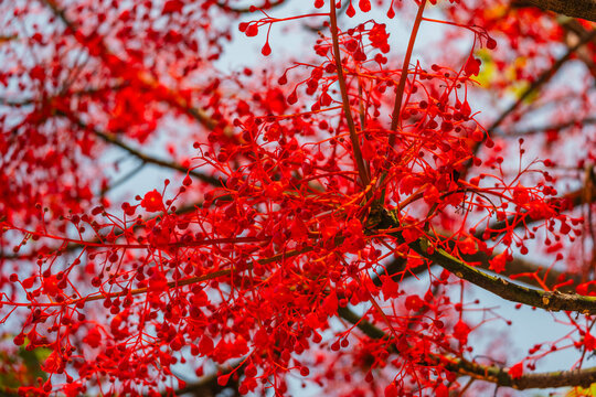 Brachychiton Acerifolius Illawarra Flame Tree