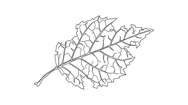 Detailed botanical leaf line art illustration isolated on white