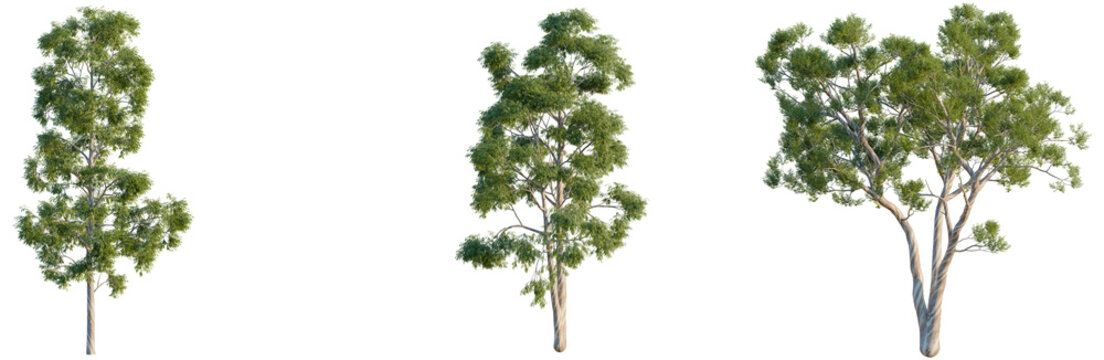 Collection of three diverse Tasmanian Blue Gum trees (Eucalyptus globulus) with unique shapes, isolated on black background, comprehensive botanical set for architectural and landscape CGI design.