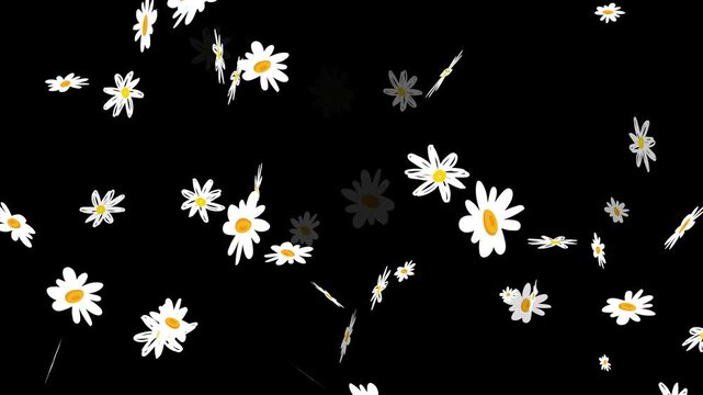 Realistic 4K Daisy Petals and Flower Heads Dropping Downwards stock video.