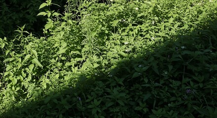 Fototapeta premium Dense green foliage in sunlight filtering.