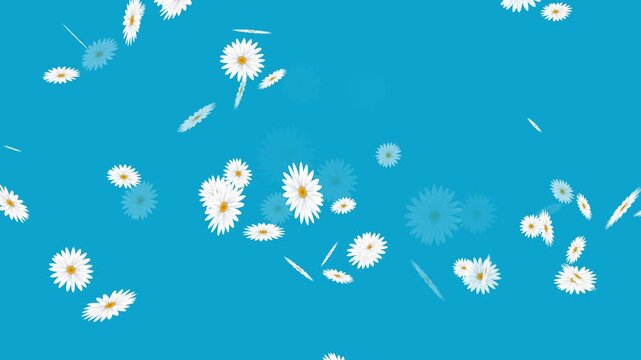 Realistic 4K Daisy Petals and Flower Heads Dropping Downwards stock video.