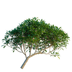 Obraz premium Full Plumeria rubra canopy with dense green foliage and leaning trunk isolated on black background, tropical Frangipani tree cutout for architectural post-production and exterior landscaping projects.