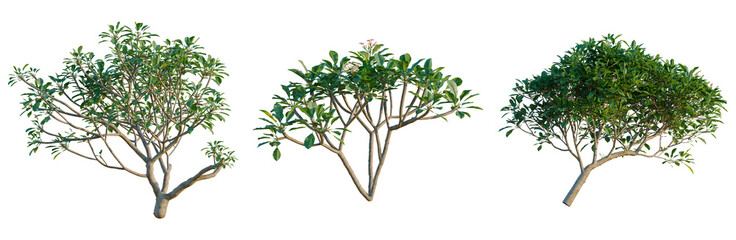 Set of three Plumeria rubra trees featuring various shapes and colorful flowers isolated on black background, Frangipani collection for landscape planning and professional 3D visualization. © NguyenDuc