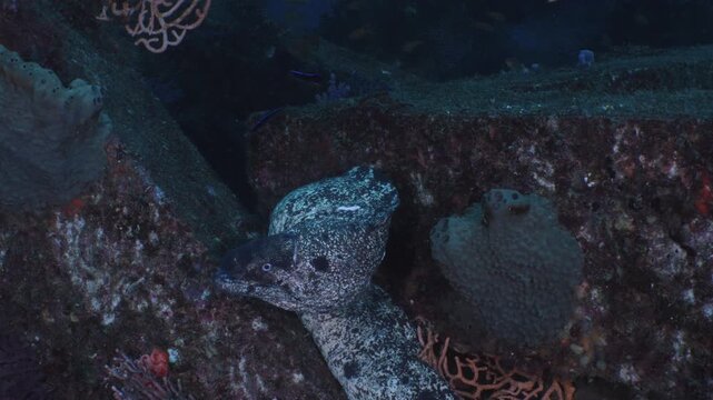 巨大漁礁のブロックに顎をのせて休むサビウツボと掃除魚（富戸）