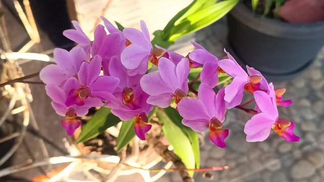 4k macro video footage of a very cool purplish pink orchid that blooms very beautifully
