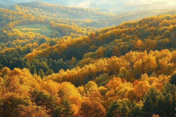 Obraz premium sunlit golden autumn forest draping rolling hills with a peaceful misty valley and a small green meadow, warm tranquil atmosphere