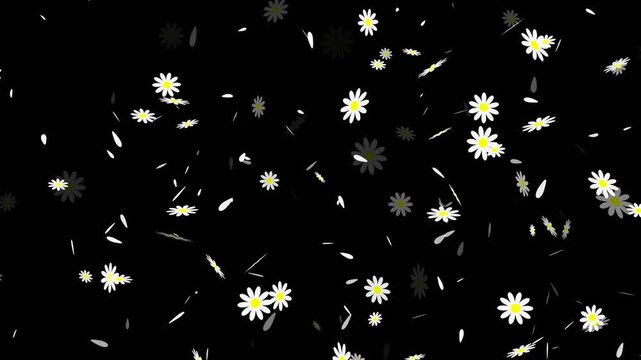 Realistic 4K Daisy Petals and Flower Heads Dropping Downwards stock video.. Romantic Floral Path Motion with Falling Daisies and Magic Glow