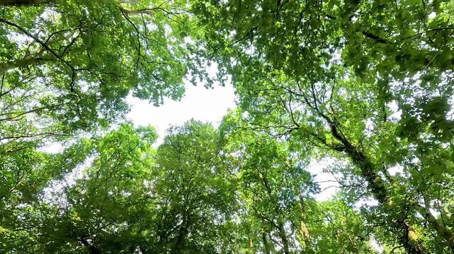 Low angle view of lush green forest canopy with bright sunlight filtering through swaying tree branches.