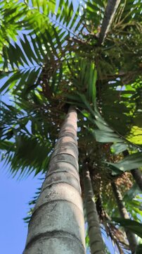 Areca catechu plant with a tall slender trunk and graceful fronds, creating a vibrant tropical scene with lush greenery and natural elegance.