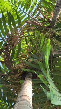 Areca catechu plant with a tall slender trunk and graceful fronds, creating a vibrant tropical scene with lush greenery and natural elegance.