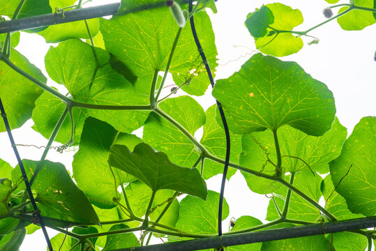 Green Luffa cylindrica leaves growing on a vine in Vietnam, photographed with sunlight and trellis lines for vegetable garden and farming themes.