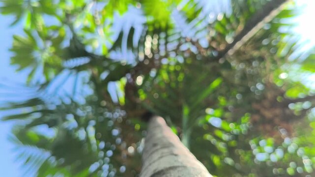 Areca catechu plant with a tall slender trunk and graceful fronds, creating a vibrant tropical scene with lush greenery and natural elegance.
