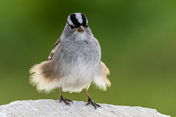 White-crowned sparrow perched on a boulder, a breeze ruffling its feathers. © Lecia Michelle