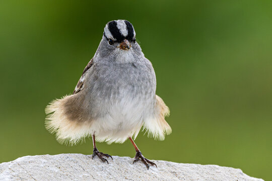 White-crowned sparrow perched on a boulder, a breeze ruffling its feathers.
