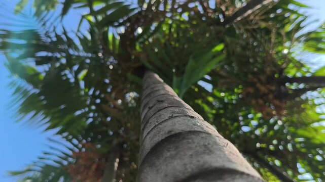 Areca catechu plant with a tall slender trunk and graceful fronds, creating a vibrant tropical scene with lush greenery and natural elegance.