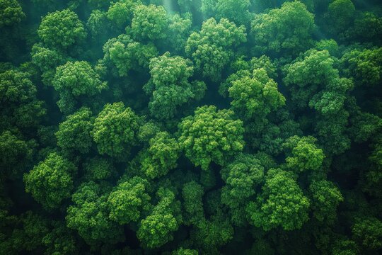 aerial view of dense sunlit green forest canopy with lush treetops evoking calm and renewal