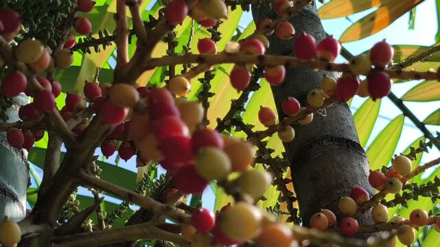 Areca catechu fruits hanging in clusters, displaying vibrant orange tones and smooth texture, creating a striking tropical scene with natural detail and botanical interest.