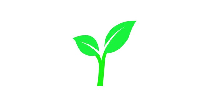 Green leaf growing animation. Nuture growth and sustainability concept.Minimalist plant sprout motion graphic.