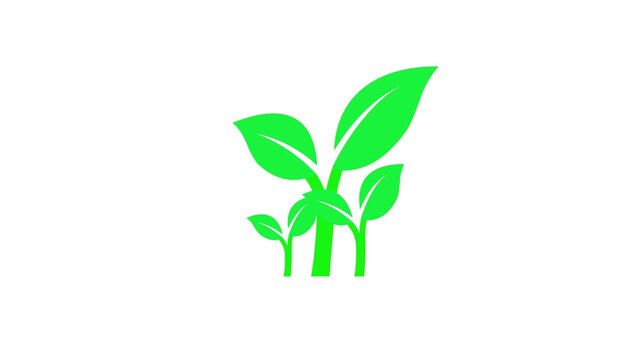 Green leaf growing animation. Nuture growth and sustainability concept.