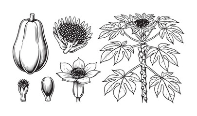 Papaya botanical illustration set including whole fruit flowers and tree trunk sketch in vintage engraving. © Sen